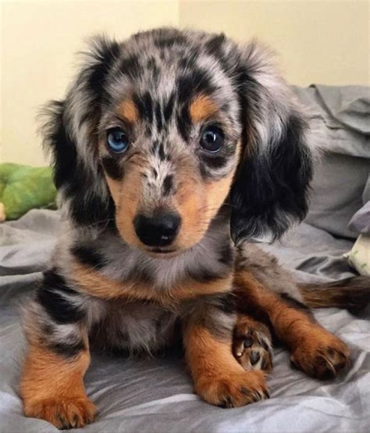 Doxie, wiener dog, Cute Puppy, Dapple Wiener Dog Puppies, Dapple