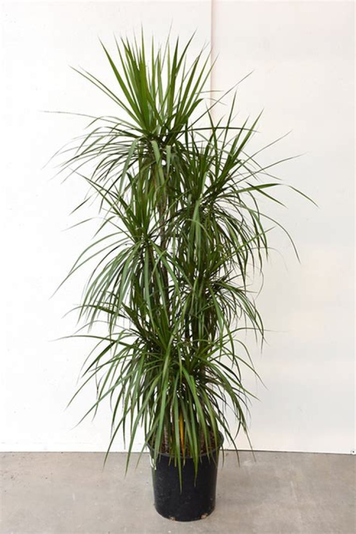 dracaena / carmen Plant Shop Seattle