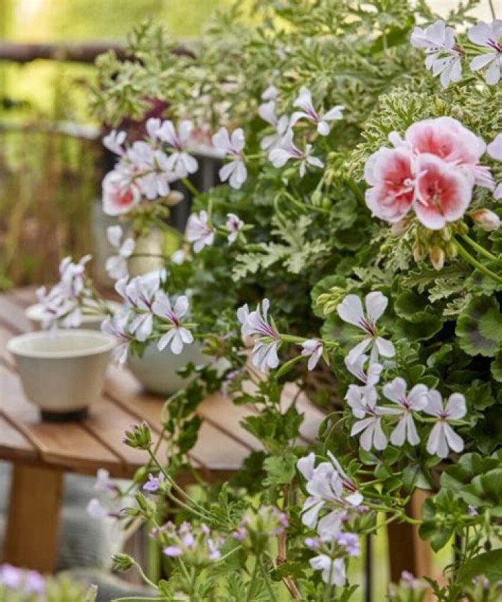 Duftgeranie (Pelargonium ostrum) Foto & Bild pflanzen, pilze