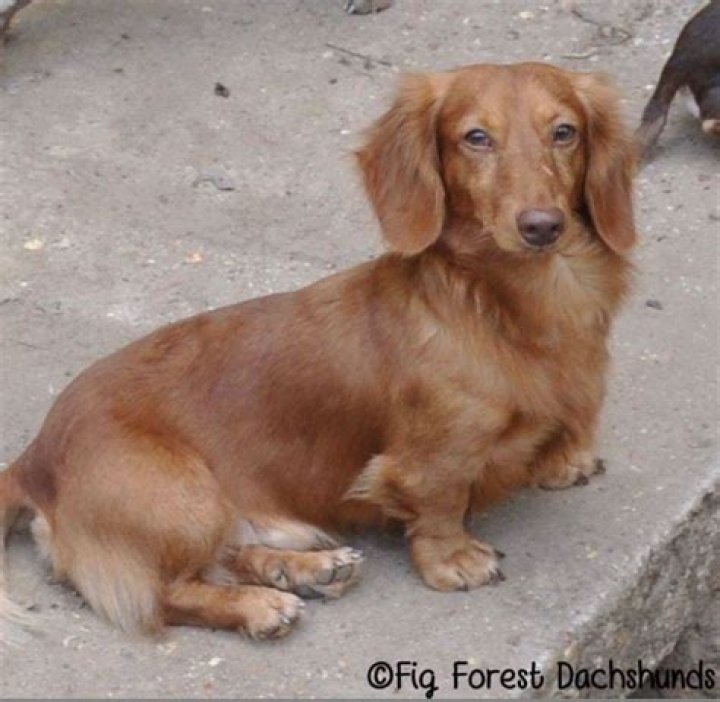 EE red long haired miniature dachshund Dachshund puppy long haired