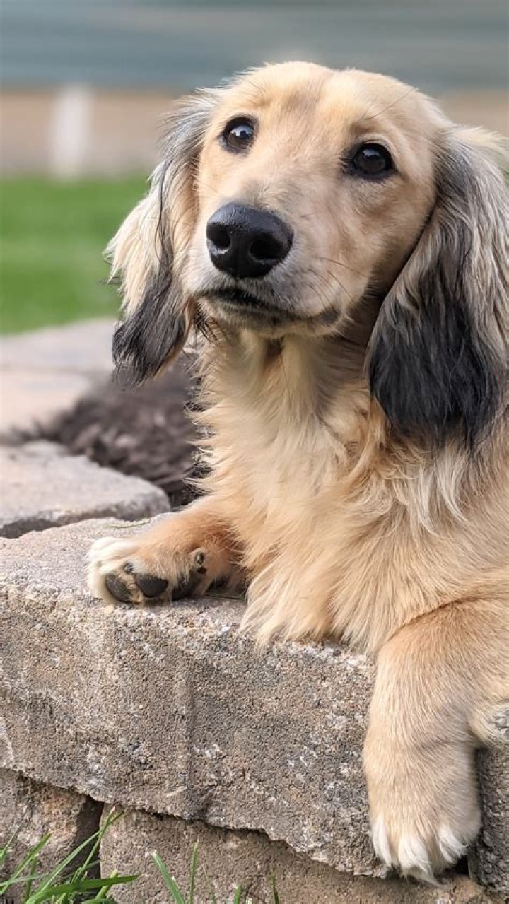 English Cream Dachshunds were first bred in England and can trace their