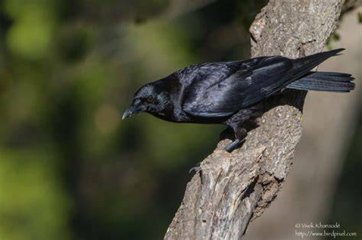 FileAmerican Crow SanDiego RWD.jpg Wikimedia Commons