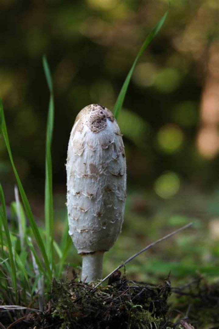 FileMushroomIMG 3304.JPG Wikipedia
