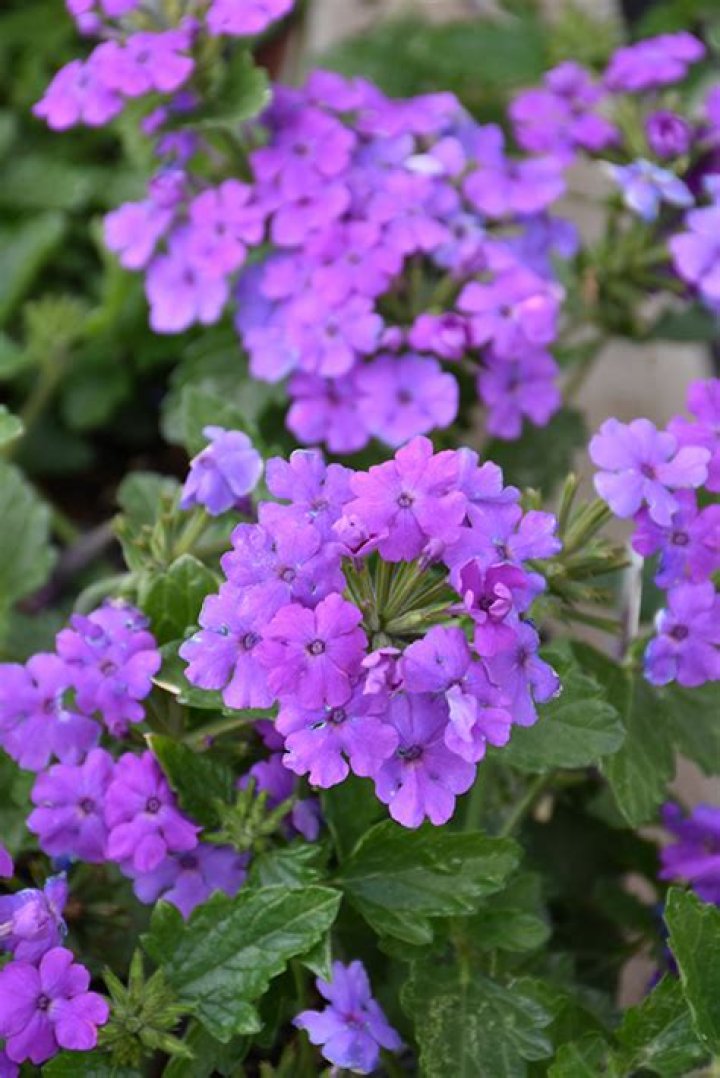 Firehouse Grape Verbena (Verbena 'Balfireape') in Riverside Hemet