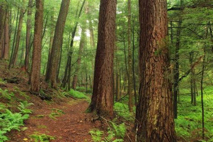 Forrest H. Dutlinger Natural Area (Revisit) (5) Oldgrowth… Flickr