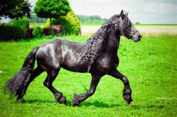 Friesian Horse Breed Care, Cost & History (2024) Horses Only