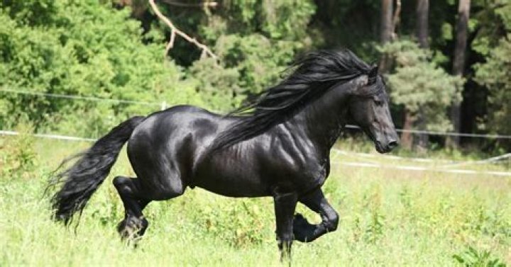 Friesian horse the history and hallmarks of this stunning Dutch breed