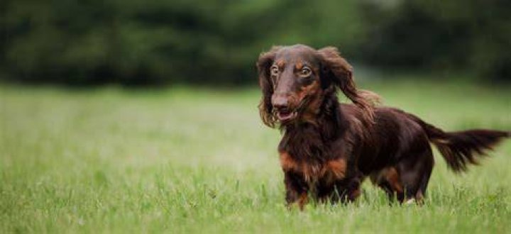 FURST CLASS LOUNGE Dapple dachshund, Dachshund puppy miniature