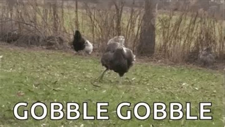 Gobbling Up the Record Rafu Shimpo