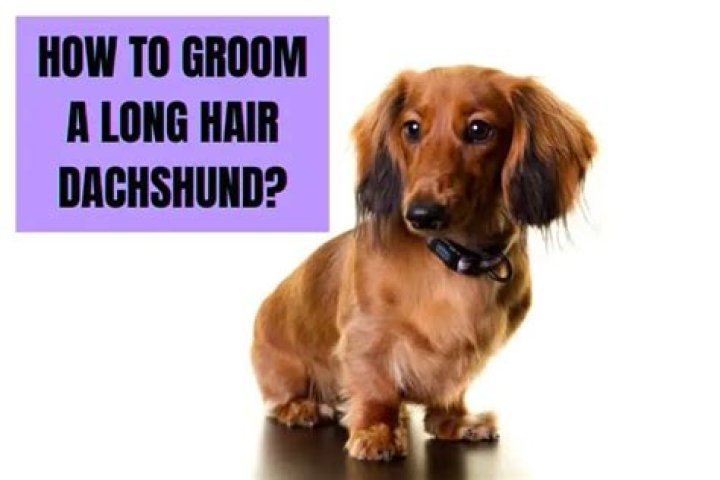 Grooming Your Dachshund Essential Tips From Professional Groomer