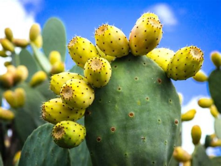 Growing Prickly Pear Prickly Pear Plants In The Home Garden