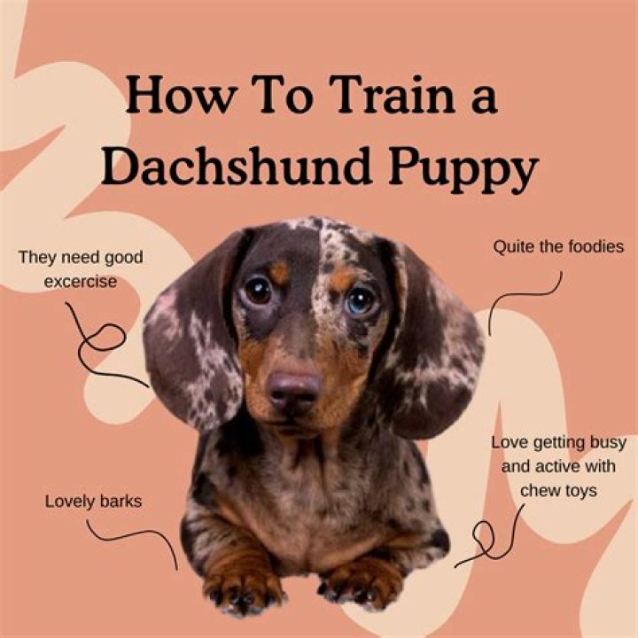Happy Sausage Funny dachshund, Puppy dog eyes, Dachshund dog