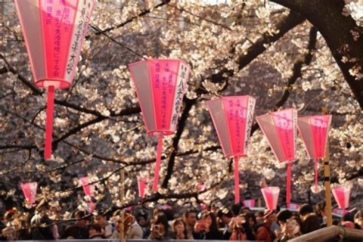 Haru Matsuri, festival de primavera en la Asociaci&oacute;n M&eacute;xico Japonesa