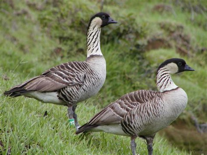Hawaiian Nene Goose May Be Knocked Off Its Endangered Species Perch