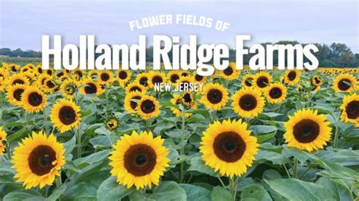 Holland Farm Sunflower Field Sunflower fields, Sunflower, Farm