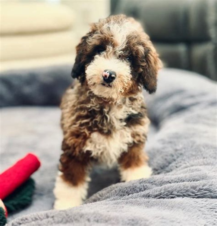How Big Will My Mini Dachshund Get