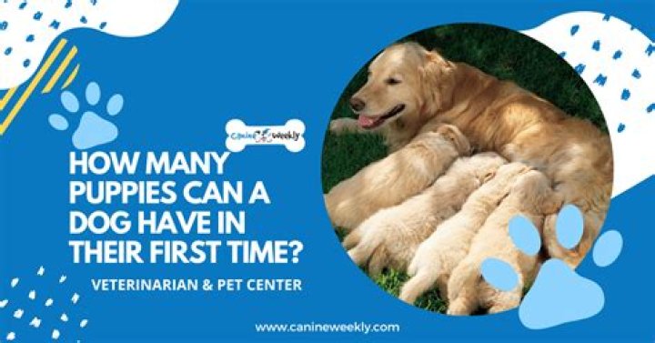 How Many Puppies Can A Dachshund Dog Have