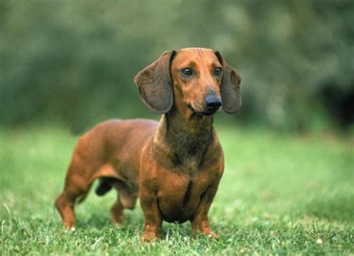 How Old Is The Dachshund Dog Breed