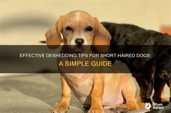 How to DeShed a Dachshund YouTube