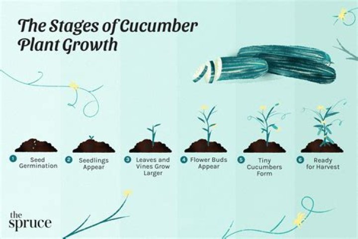 How to Go About Growing Wisteria in Your Garden Pansy Maiden