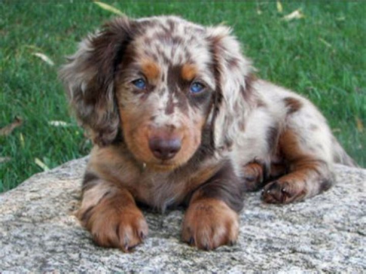 I want a female Dachshund exactly, or very similar to this one