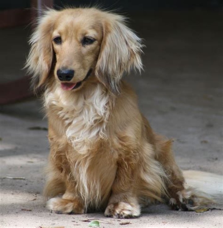 Long hair dachshund Long haired dachshund, Weiner dog, Dachshund