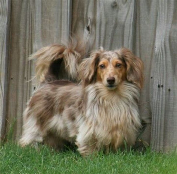 long hair dapple miniature dachshund Dapple dachshund, Daschund