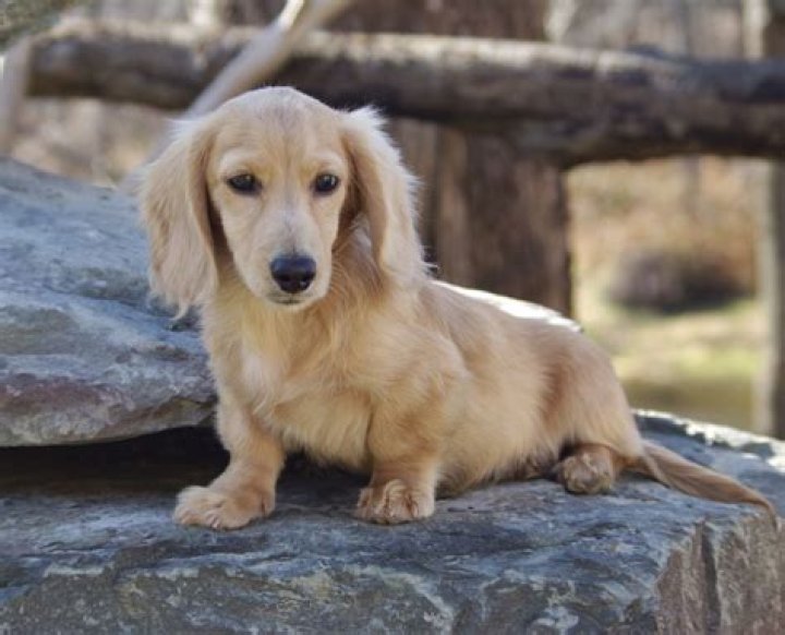 Long haired dachshund. Long Haired Dachshunds Pinterest