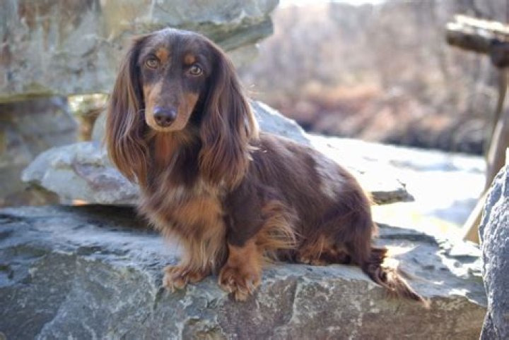 Long Haired Dapple Dachshund Galhairs