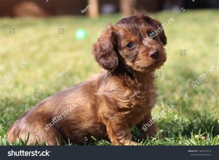 Long haired Dapple Dachshund puppy Dapple dachshund puppy, Dachshund