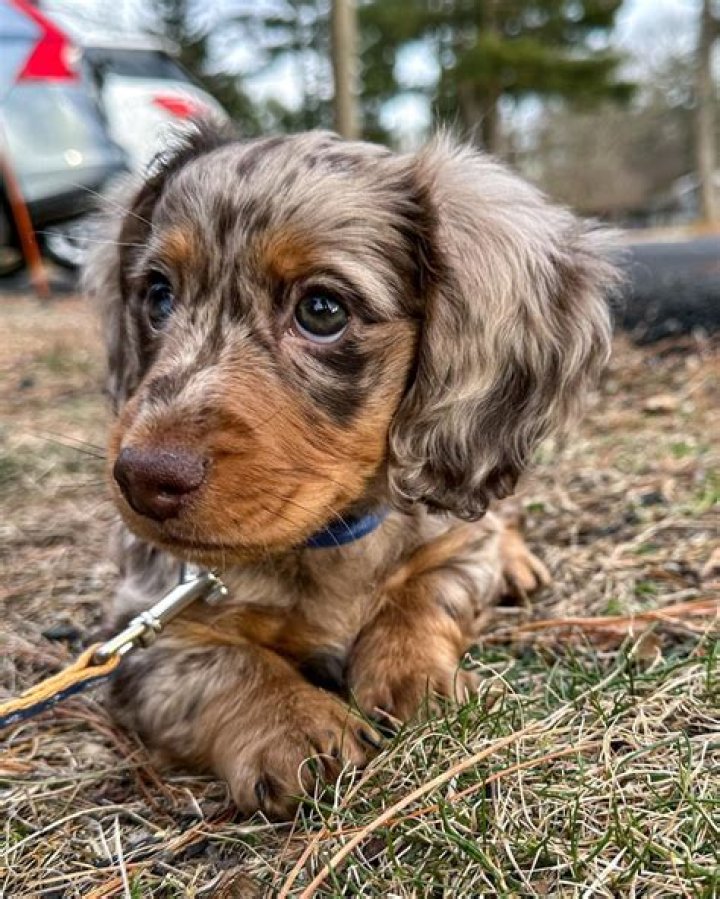 Longhaired Dapple Dachshund puppy Photograph by Warren Photographic