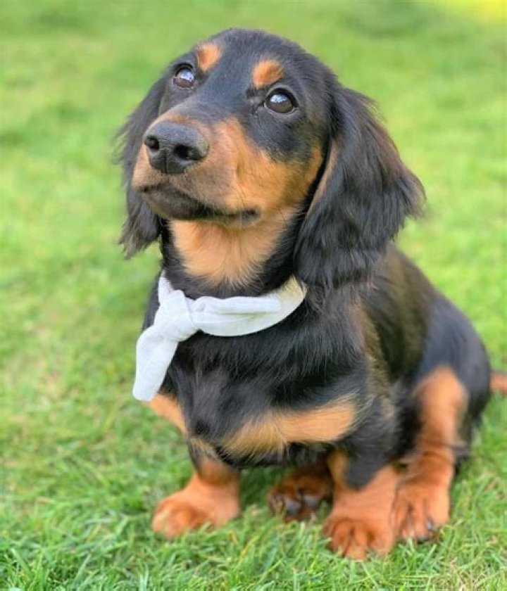 LongHaired Miniature Dachshund The Ultimate Purebred Icon
