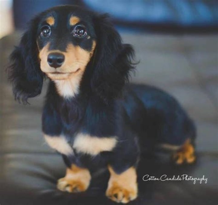 Longhaired wiener dog what a cutie Dog breeds, Puppies, Puppy dog eyes