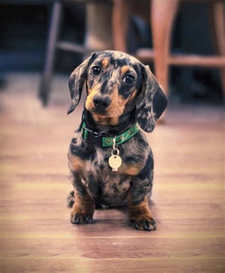 Love the blue merle Dachshund Loyal dog breeds, Puppies, Dapple dachshund