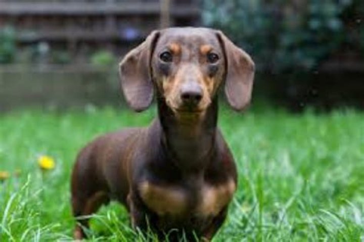Miniature Dachshund vs Kuri Breed Comparison MyDogBreeds