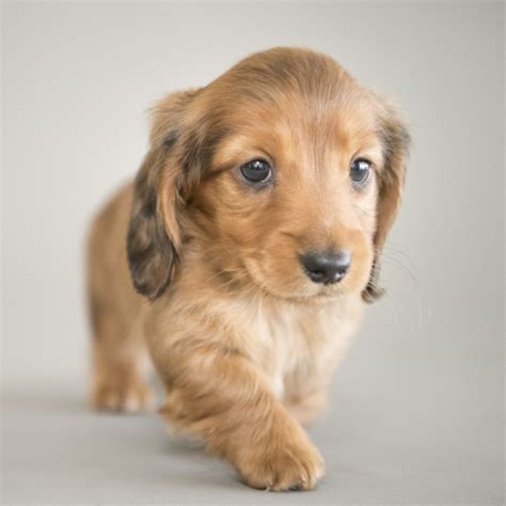 Miniature Long Haired Dachshund Puppies for Sale Dikerdachs