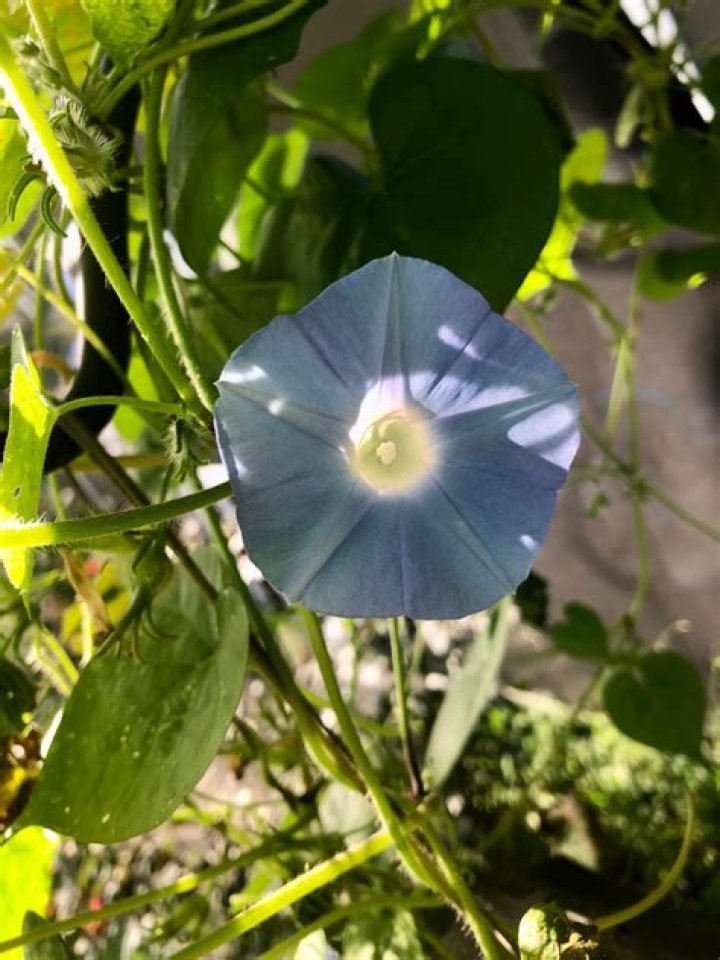 Morning glory 1 Free Photo Download FreeImages