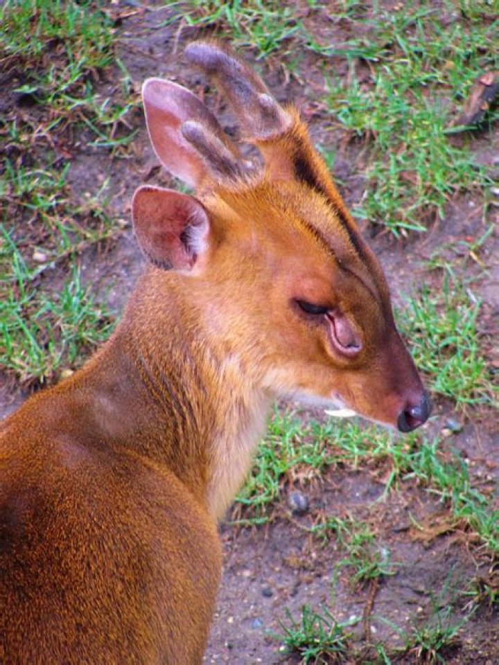 Muntjac Deer Muntjac deer at Potter Park Zoo. FACT Muntja&hellip; Flickr