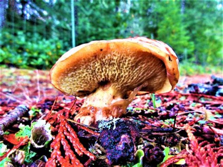 Mushroom Free Stock Photo Public Domain Pictures