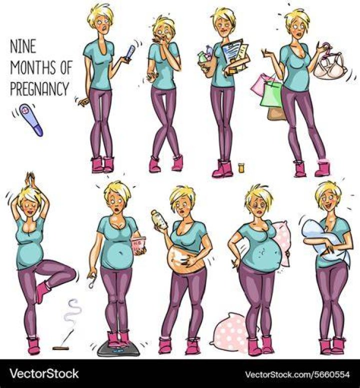 Nine months of pregnancy Royalty Free Vector Image