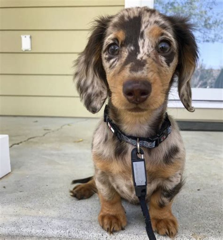 Our miniature, long haired, dapple dachshund)
