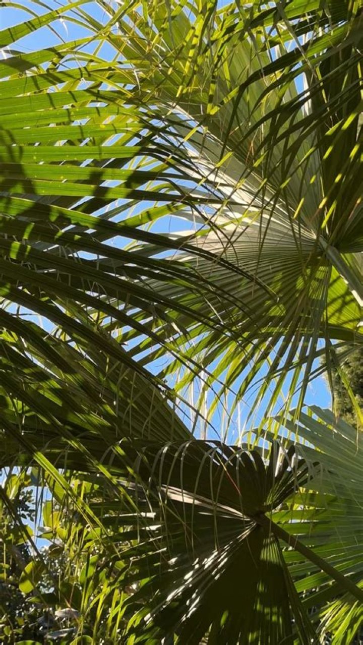 Palm Tree Leaves Free Stock Photo Public Domain Pictures