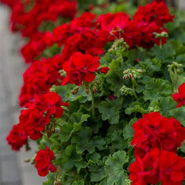Pelargonie Peltatum Evelyn KITTY Iris Shop