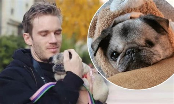 PewDiePie Returns To Daily YouTube Uploads After "Really Healthy And