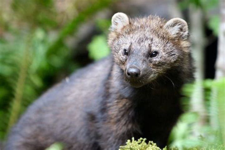 Picture of Fisher