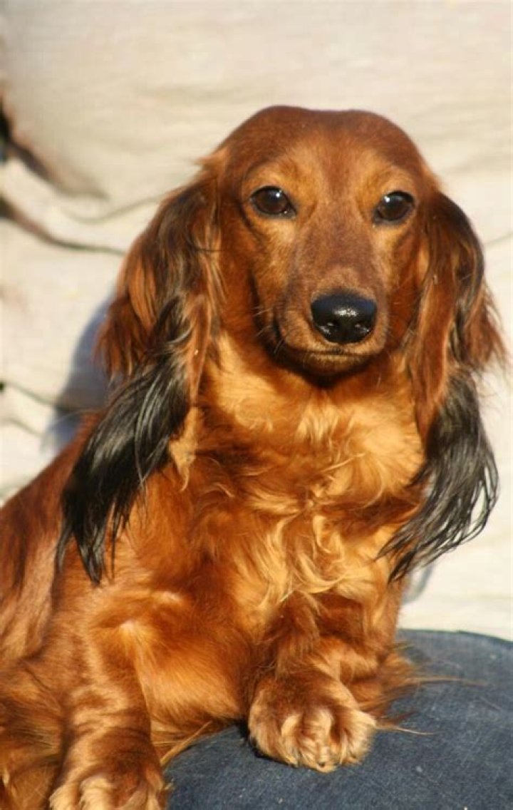 Pin by chrissy Musgrave on Dachshunds Dachshund mom, Dachshund puppy
