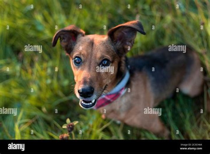 Pin on DASCHHUND
