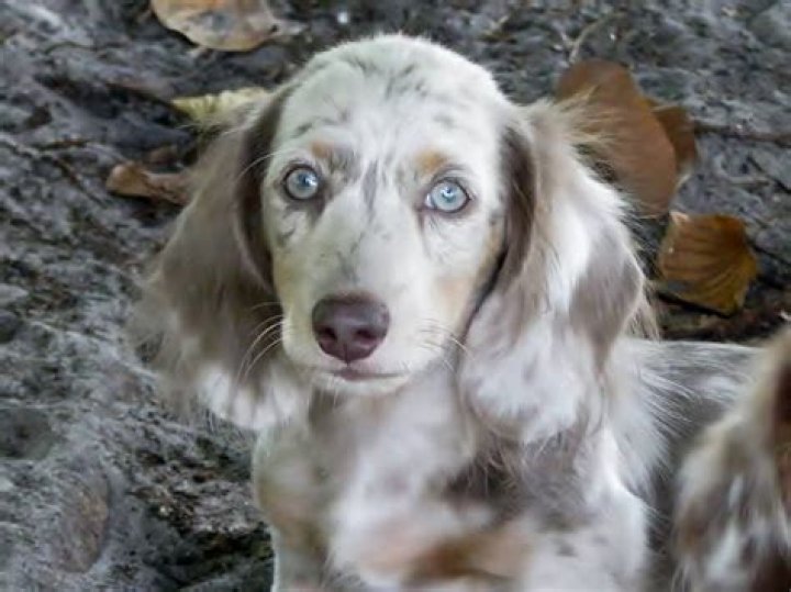 Ponderosa Pups We Know You Love Your Pet More. Ponderosa Pups