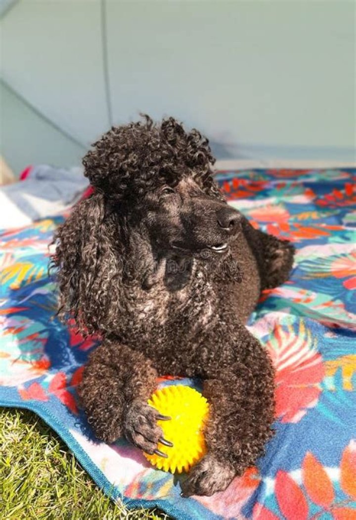 poodle with ball in his mouth Google Search Dog breeds, Poodle