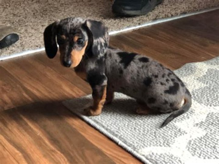 Posted to r/dachshund yesterday, thought you all would like her too